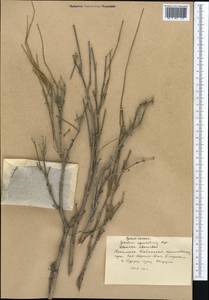 Ephedra equisetina Bunge, Middle Asia, Western Tian Shan & Karatau (M3) (Kyrgyzstan)