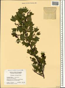 Crataegus monogyna Jacq., Crimea (KRYM) (Russia)