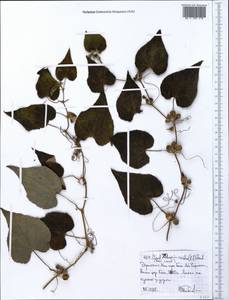 Zehneria scabra, Africa (AFR) (Ethiopia)