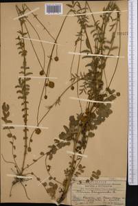 Poterium sanguisorba subsp. polygamum (Waldst. & Kit.) Asch. & Graebn., Middle Asia, Western Tian Shan & Karatau (M3) (Kazakhstan)