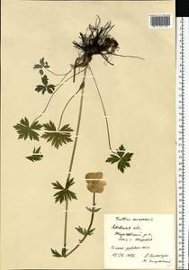 Trollius europaeus L., Eastern Europe, West Ukrainian region (E13) (Ukraine)