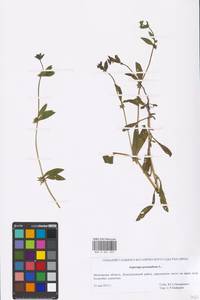 Asperugo procumbens L., Eastern Europe, Moscow region (E4a) (Russia)