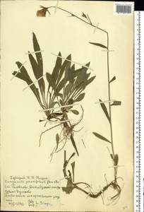 Campanula persicifolia L., Eastern Europe, Moscow region (E4a) (Russia)