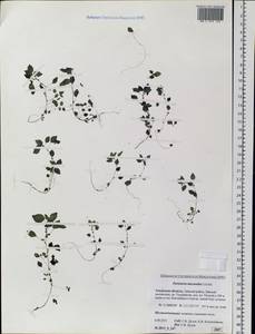 Parietaria micrantha Ledeb., Siberia, Russian Far East (S6) (Russia)