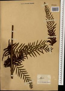 Cyathea, South Asia, South Asia (Asia outside ex-Soviet states and Mongolia) (ASIA) (Not classified)