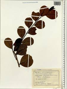 Chrysobalanus icaco L., South Asia, South Asia (Asia outside ex-Soviet states and Mongolia) (ASIA) (India)