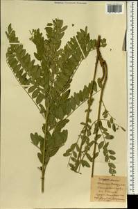 Sophora alopecuroides L., South Asia, South Asia (Asia outside ex-Soviet states and Mongolia) (ASIA) (China)