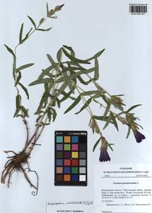 KUZ 000 321, Gentiana pneumonanthe subsp. pneumonanthe, Siberia, Altai & Sayany Mountains (S2) (Russia)