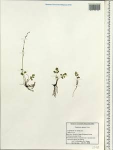 Thalictrum alpinum L., South Asia, South Asia (Asia outside ex-Soviet states and Mongolia) (ASIA) (China)