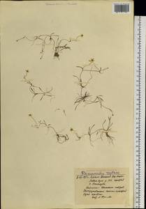 Ranunculus reptans L., Siberia, Western Siberia (S1) (Russia)