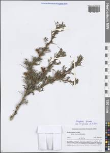 Caragana spinosa (L.) Vahl ex Hornem., Siberia, Altai & Sayany Mountains (S2) (Russia)