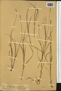 Carex lachenalii Schkuhr , nom. cons., Western Europe (EUR) (Switzerland)