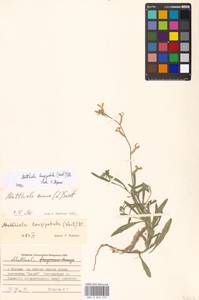 Matthiola longipetala (Vent.) DC., Eastern Europe, Moscow region (E4a) (Russia)