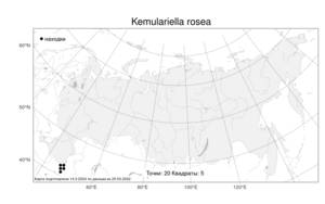 Kemulariella rosea (Steven) Tamamsch., Atlas of the Russian Flora (FLORUS) (Russia)