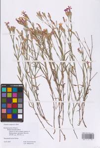 Dianthus campestris M.Bieb., Eastern Europe, Central forest-and-steppe region (E6) (Russia)