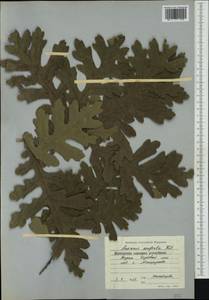 Quercus conferta Kit., Western Europe (EUR) (Bulgaria)