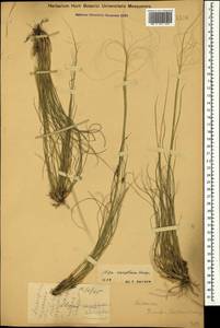 Stipa sareptana A.K.Becker, Caucasus, Dagestan (K2) (Russia)
