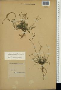 Linum tenuifolium L., Crimea (KRYM) (Russia)