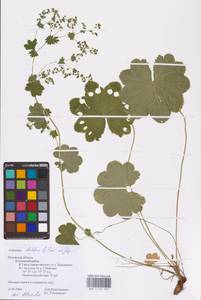 Alchemilla baltica Sam. ex Juz., Eastern Europe, Central region (E4) (Russia)