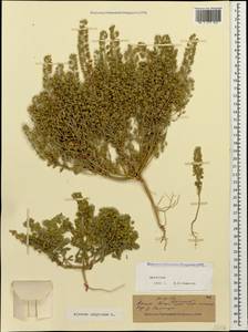 Alyssum alyssoides (L.) L., Caucasus, Dagestan (K2) (Russia)