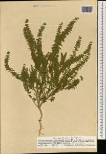 Dysphania botrys (L.) Mosyakin & Clemants, Mongolia (MONG) (Mongolia)