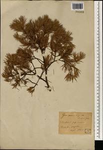Juniperus rigida Siebold & Zucc., South Asia, South Asia (Asia outside ex-Soviet states and Mongolia) (ASIA) (Japan)