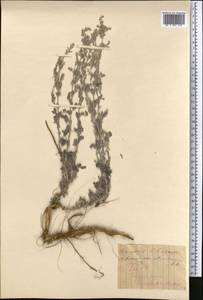 Seriphidium lercheanum var. astrachanicum (Kazak.) Y.R. Ling, Middle Asia, Muyunkumy, Balkhash & Betpak-Dala (M9) (Kazakhstan)