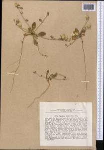 Oligochaeta minima (Boiss.) Briq., Middle Asia, Syr-Darian deserts & Kyzylkum (M7) (Uzbekistan)
