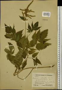Aruncus dioicus var. kamtschaticus (Maxim.) Hara, Siberia, Chukotka & Kamchatka (S7) (Russia)