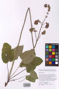 Salvia nutans L., Eastern Europe, Rostov Oblast (E12a) (Russia)