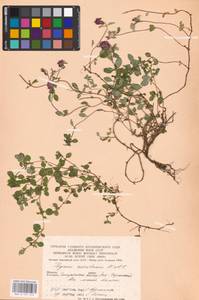 MHA 0 157 254, Thymus pulegioides L., Eastern Europe, West Ukrainian region (E13) (Ukraine)