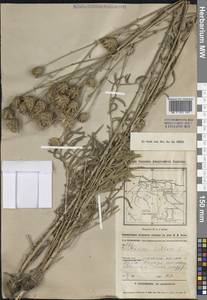 Centaurea scabiosa L., Middle Asia, Muyunkumy, Balkhash & Betpak-Dala (M9) (Kazakhstan)