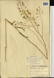 Camelina sativa (L.) Crantz, Eastern Europe, Moscow region (E4a) (Russia)