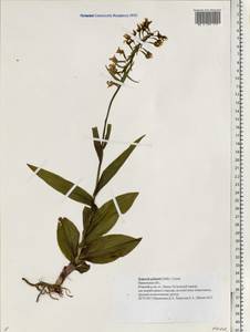 Epipactis palustris (L.) Crantz, Eastern Europe, Central forest region (E5) (Russia)