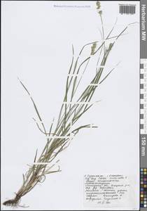 Carex muricata L., Eastern Europe, Central forest-and-steppe region (E6) (Russia)