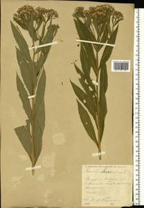 Senecio sarracenicus L., Eastern Europe, North-Western region (E2) (Russia)