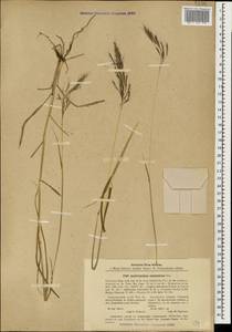 Bothriochloa bladhii (Retz.) S.T.Blake, Caucasus, Abkhazia (K4a) (Abkhazia)