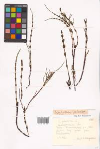 Equisetum palustre L., Siberia, Chukotka & Kamchatka (S7) (Russia)