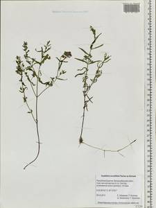 Scutellaria scordiifolia Fisch. ex Schrank, Siberia, Baikal & Transbaikal region (S4) (Russia)