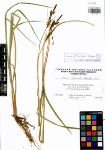 Carex heterolepis Bunge, Siberia, Baikal & Transbaikal region (S4) (Russia)