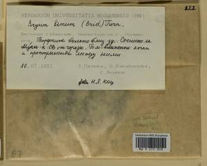 Ptychostomum bimum (Schreb.) J.R. Spence, Bryophytes, Bryophytes - Permsky Krai, Udmurt Republic, Sverdlovsk & Kirov Oblasts (B8) (Russia)