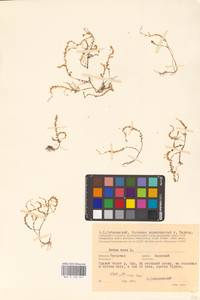 Sedum acre L., Eastern Europe, Central region (E4) (Russia)