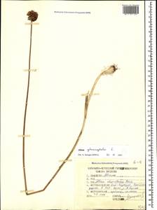 Allium sphaerocephalon L., Caucasus, Stavropol Krai, Karachay-Cherkessia & Kabardino-Balkaria (K1b) (Russia)