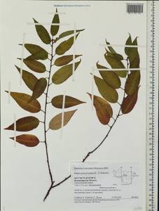 Prunus pensylvanica L. fil., Eastern Europe, Central region (E4) (Russia)