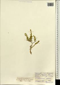 Krascheninnikovia ceratoides (L.) Gueldenst., Mongolia (MONG) (Mongolia)