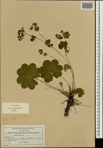 Alchemilla sarmatica Juz., Eastern Europe, Moscow region (E4a) (Russia)