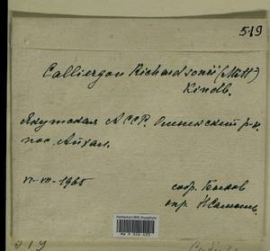 Calliergon richardsonii (Mitt.) Kindb. ex G. Roth, Bryophytes, Bryophytes - Yakutia (B19) (Russia)