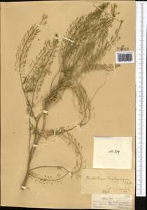 Rorippa brachycarpa (C.A.Mey.) Hayek, Middle Asia, Dzungarian Alatau & Tarbagatai (M5) (Kazakhstan)