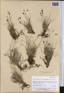 Carex supina var. spaniocarpa (Steud.) B.Boivin, America (AMER) (United States)
