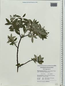 Salix lapponum L., Eastern Europe, Northern region (E1) (Russia)